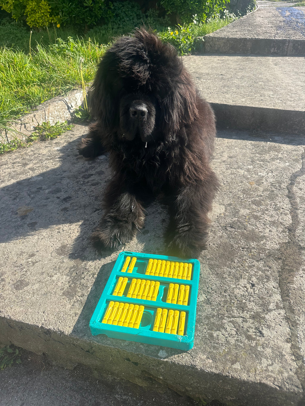 10 Minutos de Calma™ – Juguete Antiansiedad para Perros